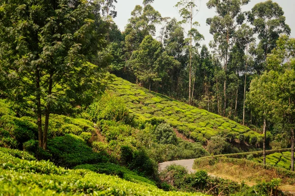 Duża i słoneczna zielona plantacja herbaty w Indiach . — Zdjęcie stockowe