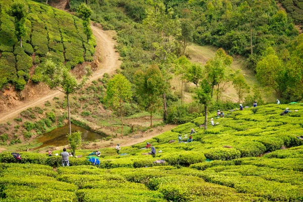 Dried tea leaves. Production line inside tea factory in India Munnar