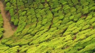 Hindistan Kerala Munnar çay tarlası. Üst düzey drone kuadkopteri.