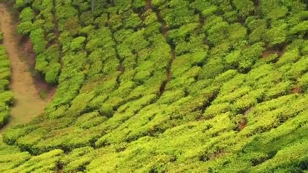 India kerala munnar τσάι φυτεία κορυφή drone quadcopter πάνω άποψη — Αρχείο Βίντεο