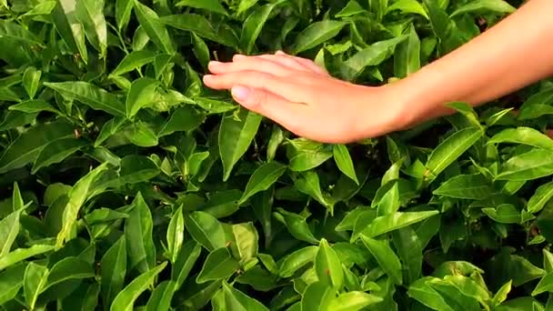 Cerrar las manos de la mujer recogiendo té en las plantaciones de kerala munnar india — Vídeo de stock