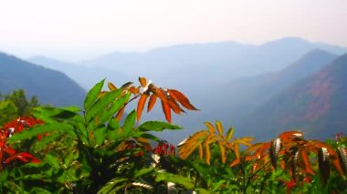 Güneş ışığı çay bitkisinin yaprakları üzerinde parlar dağ ve tepe arkaplanıyla