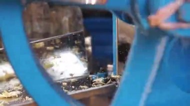 Şeker kamışı makinesi şeker kamışı suyu yapıyor. Geleneksel Asya içeceği.