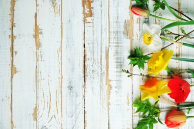 Taze bahar sarı Nergis, Lale çiçek yeşil boyalı ahşap plakalar üzerinde. Metin için yer. 