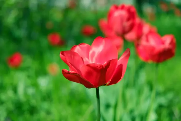 Red tulips in the garden — Stock Photo, Image