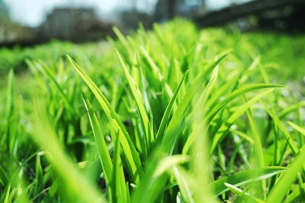 Groen grasveld. prachtig uitzicht om te ontspannen. vers — Stockfoto