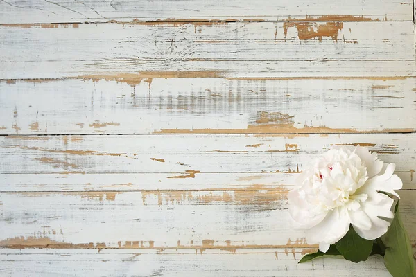 Tiernas y suaves peonías blancas sobre mesa texturizada de madera rayada . — Foto de Stock