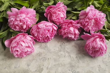 Gri dokulu arka plan güzel Şakayık çiçekleri ile kompozisyon