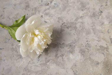 Gri dokulu arka plan güzel Şakayık çiçekleri ile kompozisyon