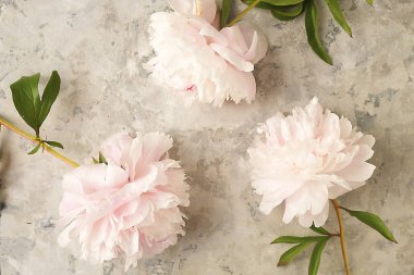 Gri dokulu arka plan güzel Şakayık çiçekleri ile kompozisyon