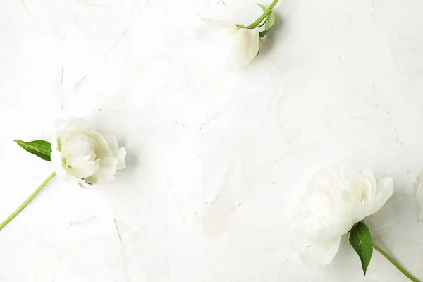 Floristische Komposition mit weißen Pfingstrosen auf strukturiertem Hintergrund — Stockfoto
