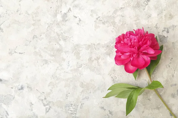 Composición con hermosas flores de peonía sobre fondo texturizado gris — Foto de Stock