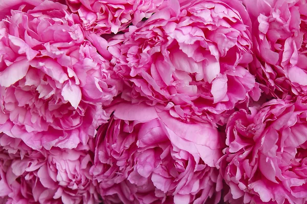 Composition with beautiful pink peony flower blossoms Stock Photo