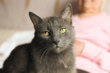 Eski gri huysuz kedi ciddi büyükannesinin kucakta oturur.
