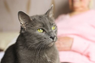 Eski gri huysuz kedi ciddi büyükannesinin kucakta oturur.