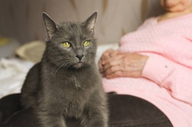 Eski gri huysuz kedi ciddi büyükannesinin kucakta oturur.