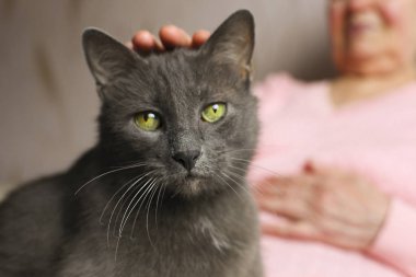 Eski kedi arkadaşı sevişme pembe kazaklı kadın kıdemli.