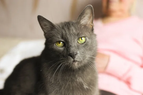 Alte graue mürrische Katze sitzt auf Großmutters Schoß und ist ernst. — Stockfoto