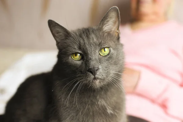 Viejo gato gruñón gris se sienta en las vueltas de la abuela, siendo serio . — Foto de Stock