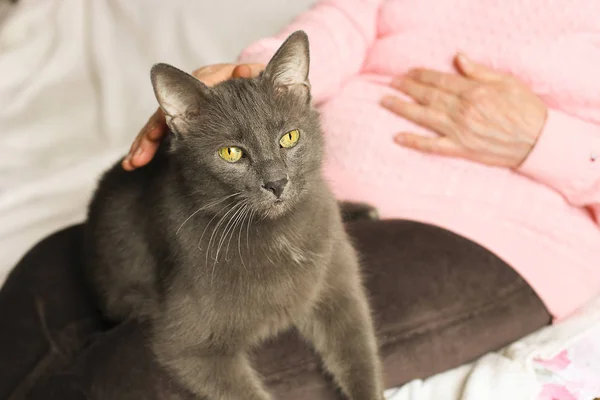 Senior woman in pink sweater petting her old cat friend. — Stock Photo, Image