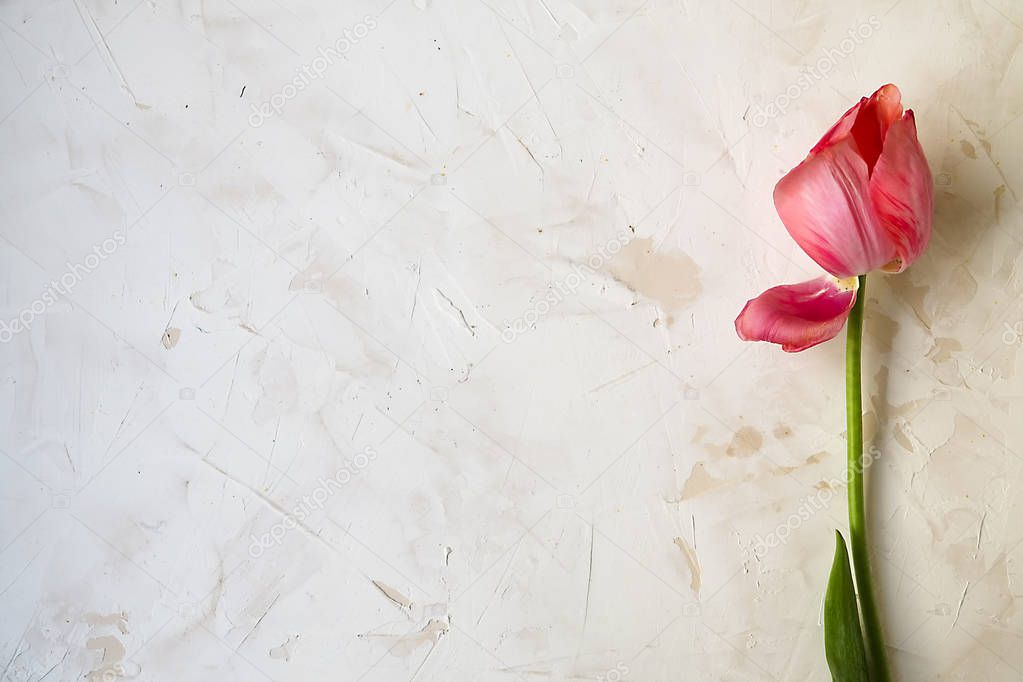 Tender minimalistic spring flowers composition on texture