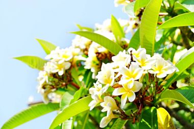 Tropikal ülkeleri egzotik çiçekler. Bir meslek kavram hak ediyorsun. Güzel nadir bitkiler. Anneler günü, Dünya Kadınlar Günü. Tatil.