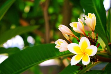 Tropikal ülkeleri egzotik çiçekler. Bir meslek kavram hak ediyorsun. Güzel nadir bitkiler. Anneler günü, Dünya Kadınlar Günü. Tatil.