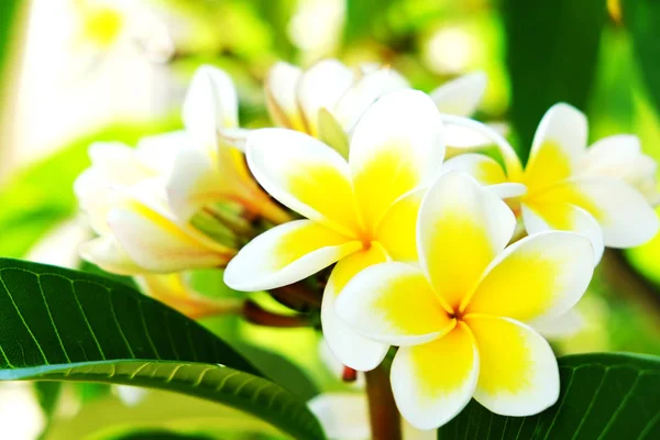 Exotic flowers from tropical contries. You deserve a vocation concept. Beautiful rare plants. Mother's day, international women's day. Holidays. — Stock Photo, Image