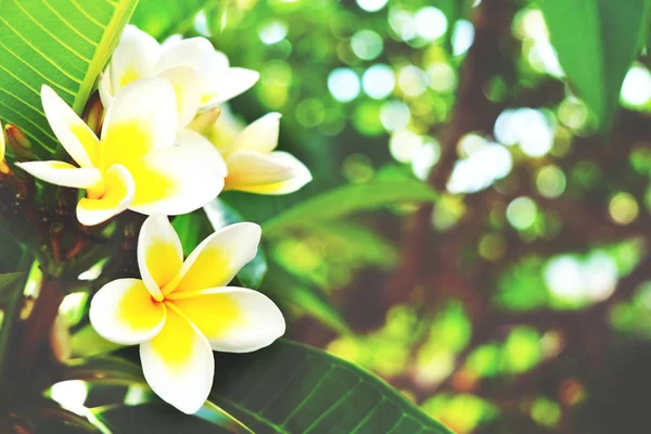 Fleurs exotiques des pays tropicaux. Tu mérites un concept de vocation. De belles plantes rares. Fête des mères, fête internationale des femmes. Vacances . — Photo