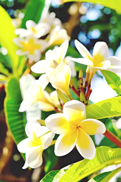 Exotische Blumen aus tropischen Ländern. Sie verdienen ein Berufungskonzept. schöne seltene Pflanzen. Muttertag, internationaler Frauentag. Urlaub. — Stockfoto
