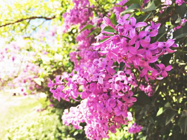pembe sakura çiçekler, güzel Cherry Blossom bulanık arka plan ile doğada