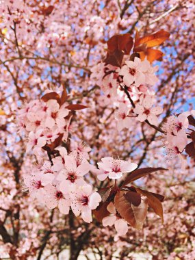 pembe sakura çiçekler, güzel Cherry Blossom bulanık arka plan ile doğada