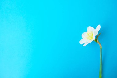 İhale minimalist bahar çiçek kompozisyon doku yüzeyi. Güzel kadınsı bitki dekorasyon tatil tebrik kartı için. Yaz, yaz, ilkbahar, Mart Nisan, Haziran Temmuz. Mutlu anneler günü