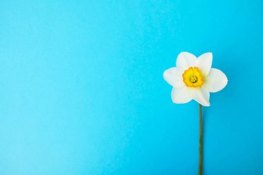 İhale minimalist bahar çiçek kompozisyon doku yüzeyi. Güzel kadınsı bitki dekorasyon tatil tebrik kartı için. Yaz, yaz, ilkbahar, Mart Nisan, Haziran Temmuz. Mutlu anneler günü