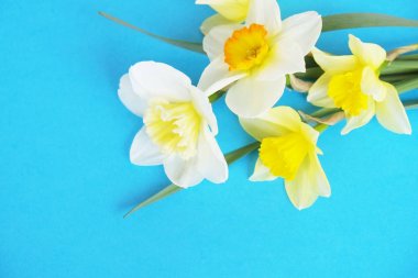 İhale minimalist bahar çiçek kompozisyon doku yüzeyi. Güzel kadınsı bitki dekorasyon tatil tebrik kartı için. Yaz, yaz, ilkbahar, Mart Nisan, Haziran Temmuz. Mutlu anneler günü