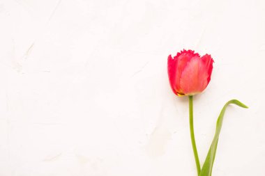 İhale minimalist bahar çiçek kompozisyon doku yüzeyi. Güzel kadınsı bitki dekorasyon tatil tebrik kartı için. Yaz, yaz, ilkbahar, Mart Nisan, Haziran Temmuz. Mutlu anneler günü