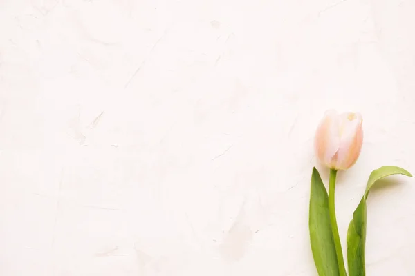 Zarte minimalistische Frühlingsblumen-Komposition auf Texturoberfläche. schöne feminine Pflanzendekoration für die Weihnachtsgrußkarte. Sommerzeit, Sommer, Frühling, März April, Juni Juli. Glücklicher Muttertag — Stockfoto