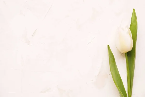 Zarte minimalistische Frühlingsblumen-Komposition auf Texturoberfläche. schöne feminine Pflanzendekoration für die Weihnachtsgrußkarte. Sommerzeit, Sommer, Frühling, März April, Juni Juli. Glücklicher Muttertag — Stockfoto