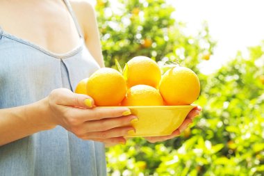 Yerli malı portakal ağacı çiftlik Bahçe tam güneş ışığı. Harvesti