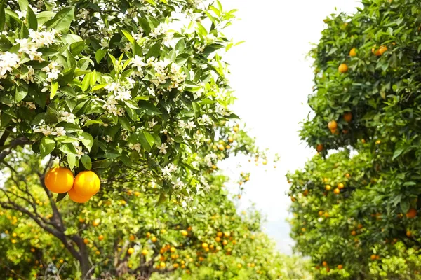Πολλαπλά βιολογικά ώριμα τέλεια πορτοκαλί φρούτα κρέμονται σε κοντινό πλάνο — Φωτογραφία Αρχείου