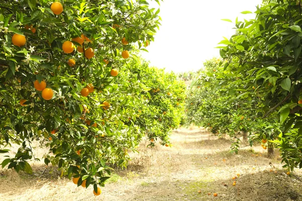 Meyvelerin üretmek yerel çiftçiler Bahçe ağaç dallarında asılı birden çok organik olgun mükemmel turuncu yakın çekim. Güzel portakal plantasyon içinde gün ışığı güneşli gün, güneş ışınları, doğal ışık.