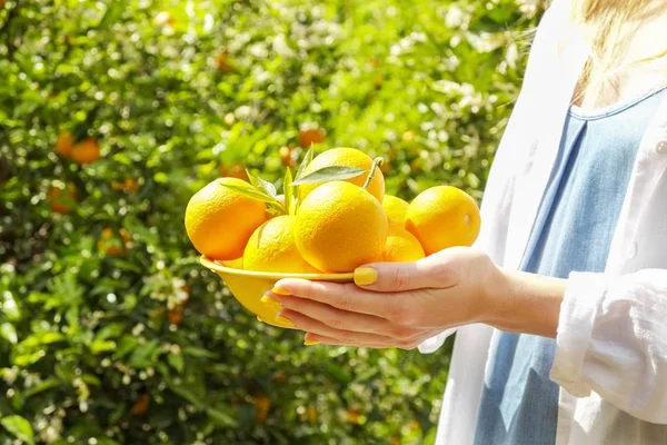 Τοπικά προϊόντα πορτοκαλί αγρόκτημα δέντρο στον κήπο γεμάτο από το φως του ήλιου. Harvesti — Φωτογραφία Αρχείου