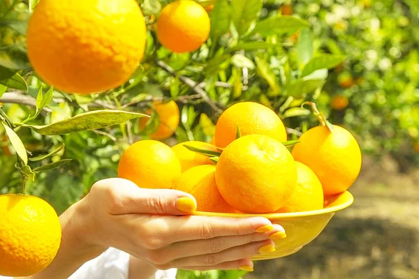 Τοπικά προϊόντα πορτοκαλί αγρόκτημα δέντρο στον κήπο γεμάτο από το φως του ήλιου. Harvesti — Φωτογραφία Αρχείου