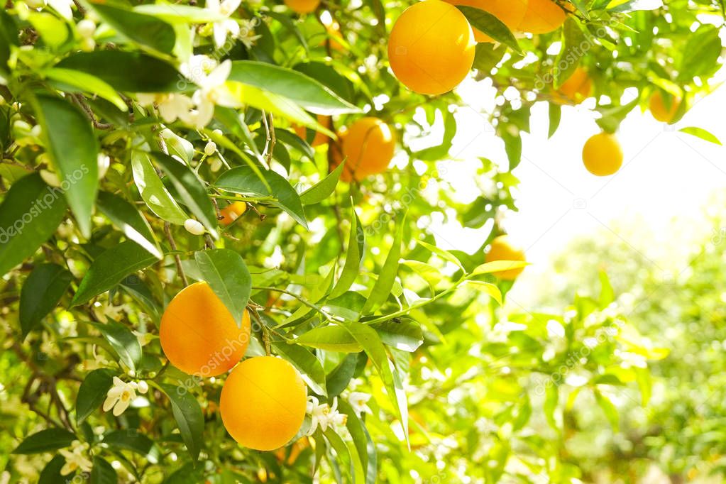 Close up of multiple organic ripe perfect orange fruits hanging 