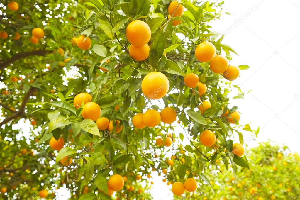 Close up of multiple organic ripe perfect orange fruits hanging 