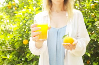 Yerli malı portakal ağacı çiftlik Bahçe tam güneş ışığı. Harvesti