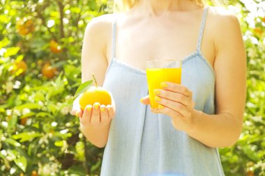 Yerli malı portakal ağacı çiftlik Bahçe tam güneş ışığı. Harvesti