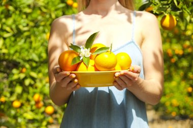 Yerli malı portakal ağacı çiftlik Bahçe tam güneş ışığı. Harvesti