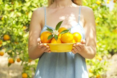 Yerli malı portakal ağacı çiftlik Bahçe tam güneş ışığı. Harvesti