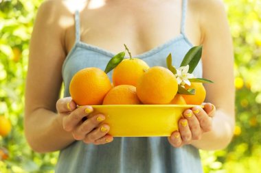 Yerli malı portakal ağacı çiftlik Bahçe tam güneş ışığı. Harvesti